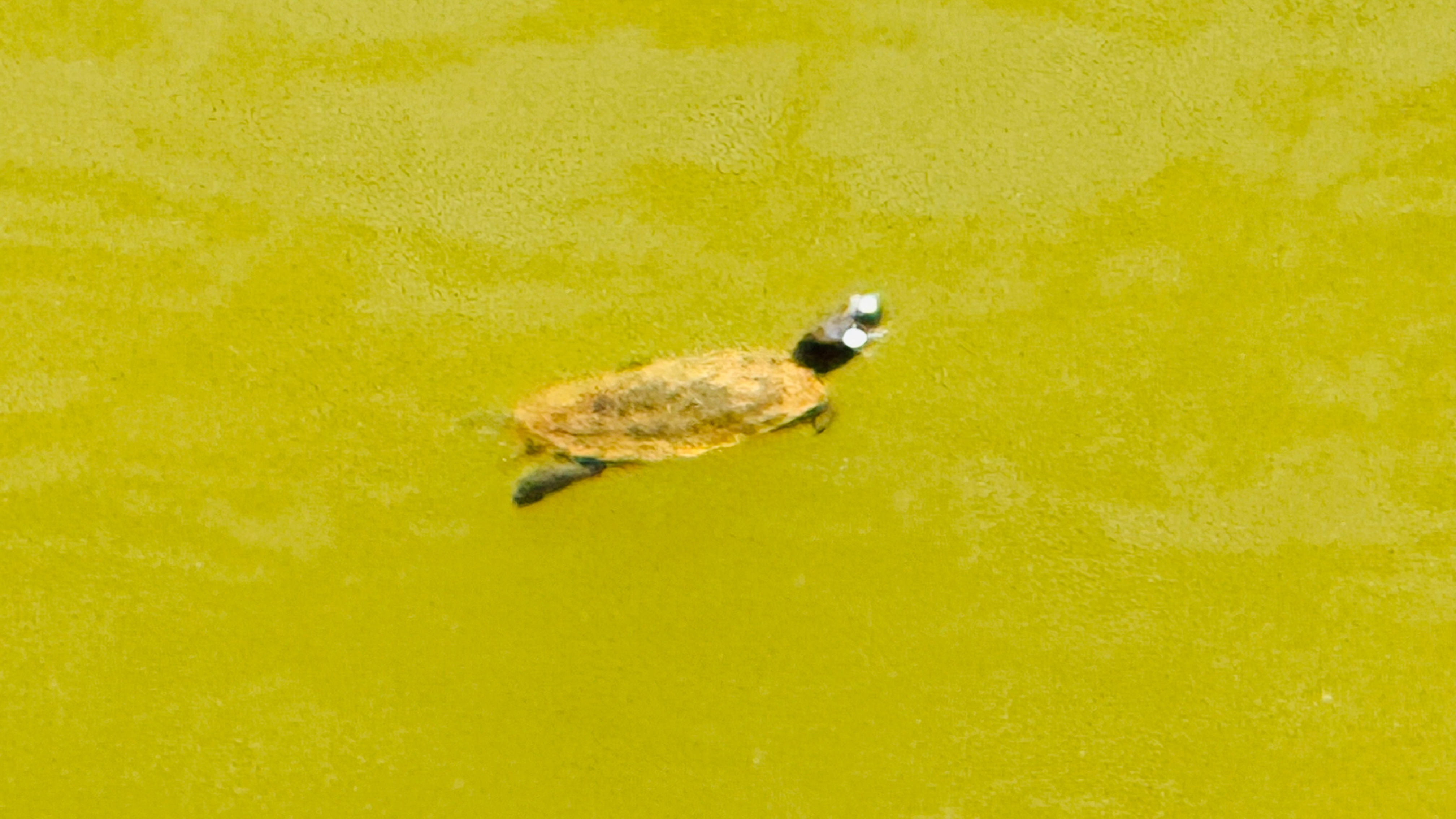 豫園の池で泳ぐ亀